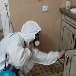 Дезинфекция от муравьев в квартире в Кореновске